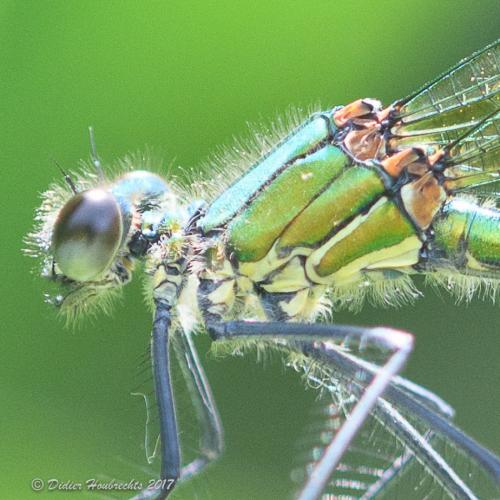 Calopteryx sp.